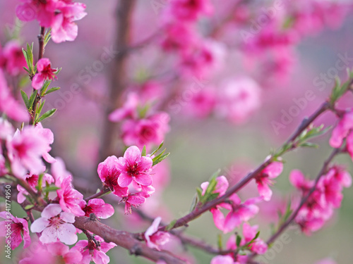 blooming peach orchar in spring time