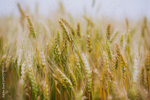 Wheat field. Ears of wheat closeup 