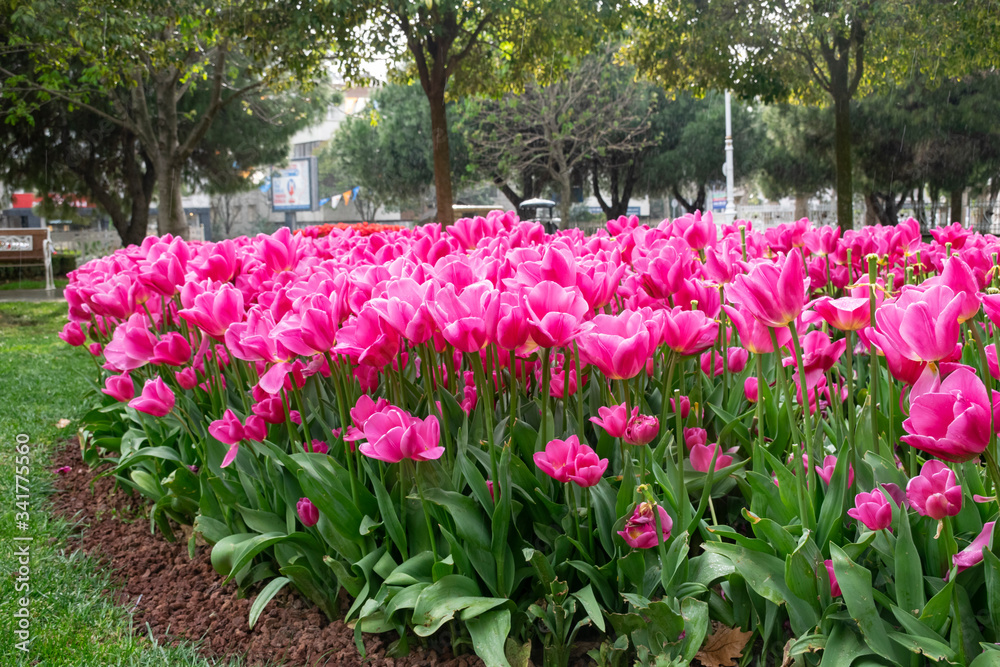 Pink Tulips in Istanbul. Beautiful pink tulips in a garden