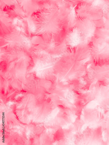 Beautiful abstract colorful white and pink feathers on white background and soft white feather texture on white pattern and pink background  colorful feather  pink banners