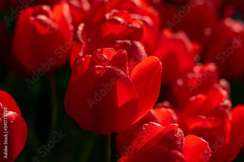 Beautiful red tulips with water droplets for background