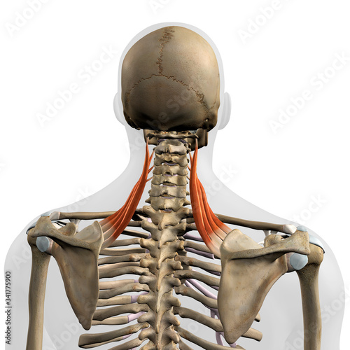 Levator Scapulae Muscles in Isolation Rear View of Upper Back Human Anatomy photo