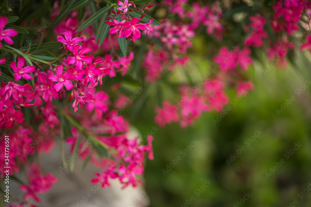 Flowering branches / flowers of a pink oleander tree. Daylight. Close up. Flowering branches / flowers of a pink oleander tree. Daylight. Close up.