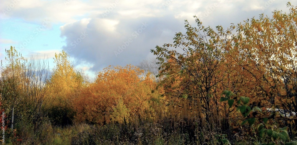 autumn landscape with trees