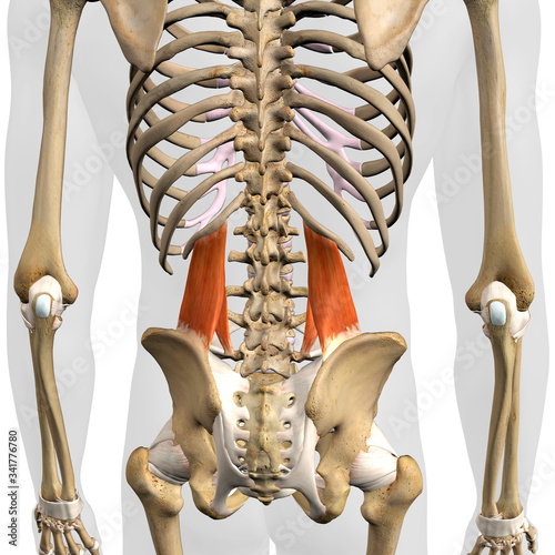 Quadratus Lumborum Muscles in Isolation Rear View of Upper Back Human Anatomy photo