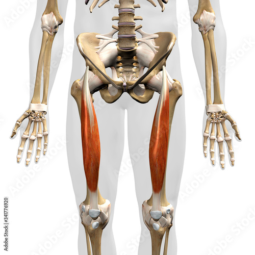 Rectus Femoris Muscle in Isolation Frontal View of Pelvis, Hip and Legs Human Anatomy photo