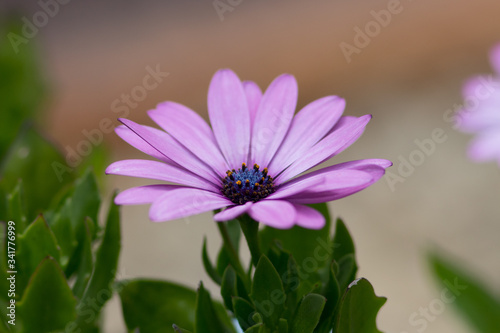 Kapmargerite Kabkörbchen Osteospermum photo