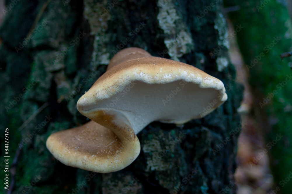 Fototapeta premium mushroom