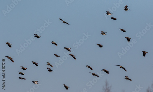 Northern lapwing (Vanellus vanellus) in flight