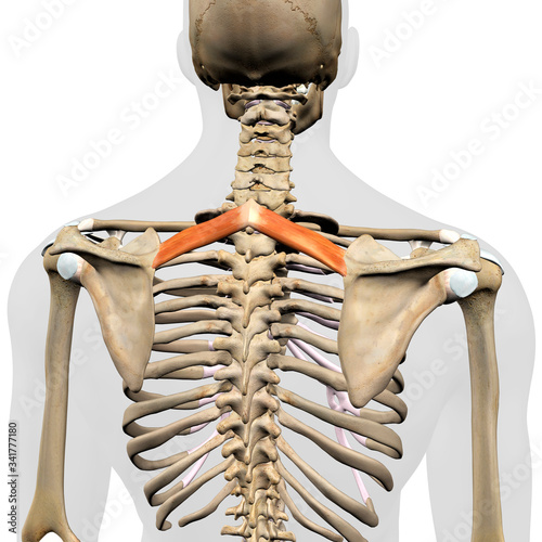 Rhomboid Minor Muscles in Isolation Rear View of Upper Back Human Anatomy photo