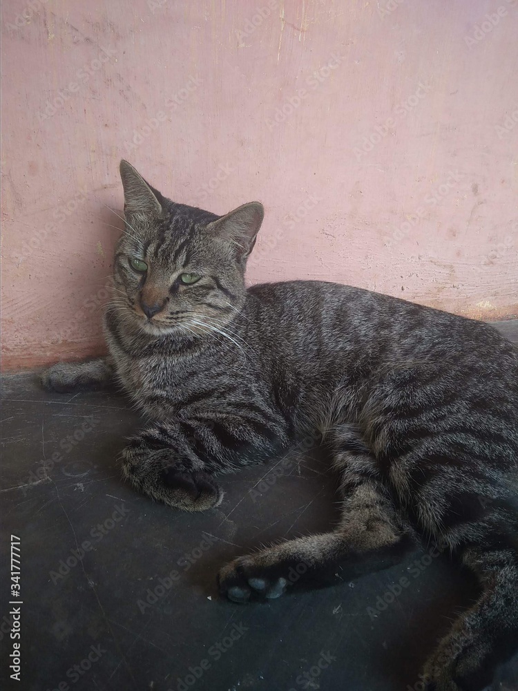 Obraz premium cat on the window