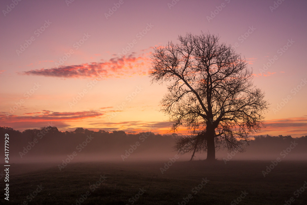 sunrise and fog over a field with a lonely tree
