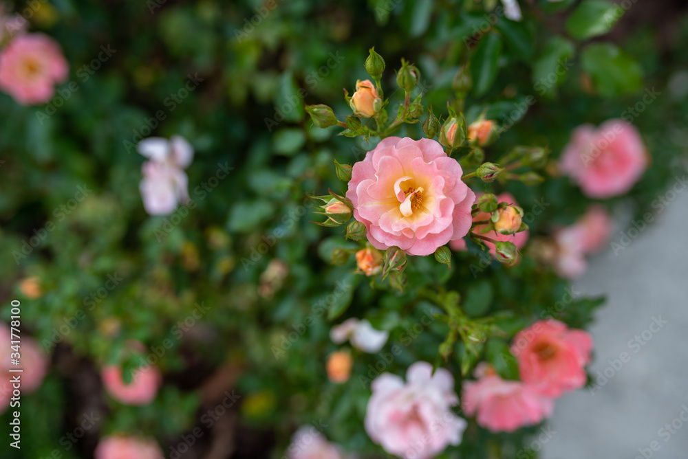 Fototapeta premium Peach drift roses, close up blooming in the garden