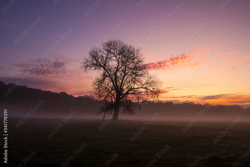 sunrise and fog over a field with a lonely tree
