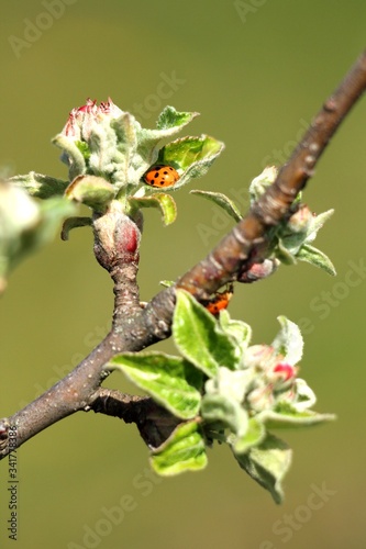 ladybug on the bud