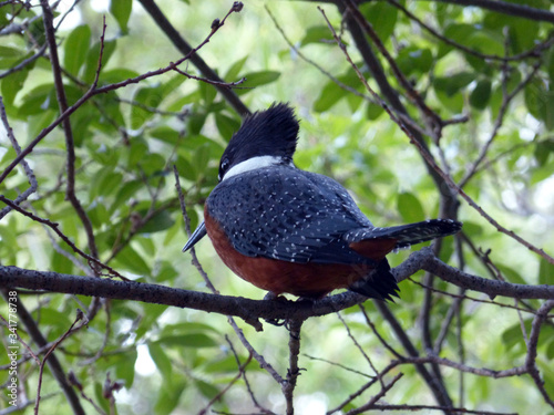 bird