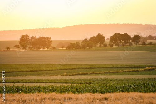 Weizenfeld im Sonnenuntergang