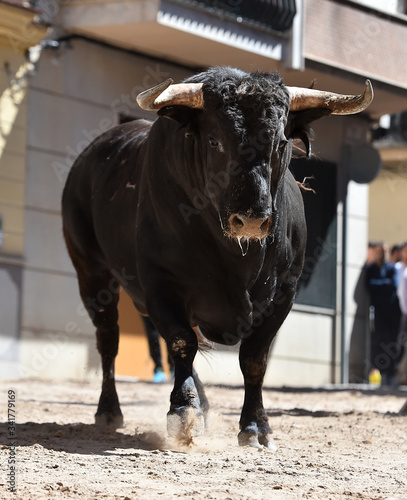 spanish bull with big horns