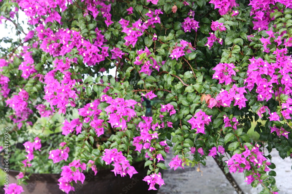 pink and white flowers