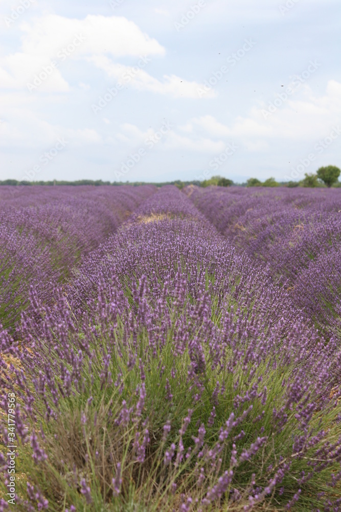 lavender field provence france