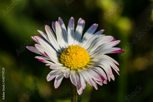 Spring flowers. Spring nature background. Close up of fresh tender chamomile with white petals with pink tips in spring blooming field.