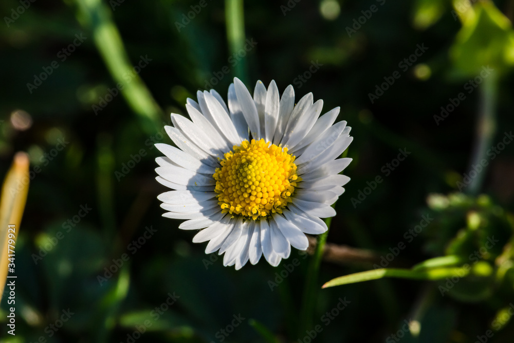 Spring flowers. Spring nature background. Close up of fresh tender chamomile in spring blooming field. Spring flowers. Spring nature background. Close up of fresh tender chamomile in spring blooming field.