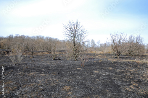 Burnt dry grass in a meadow