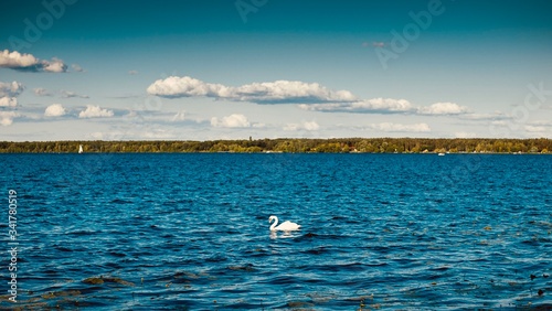 łabędź na jeziorze białe chmury na niebie lato