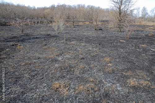 Burnt dry grass in a meadow