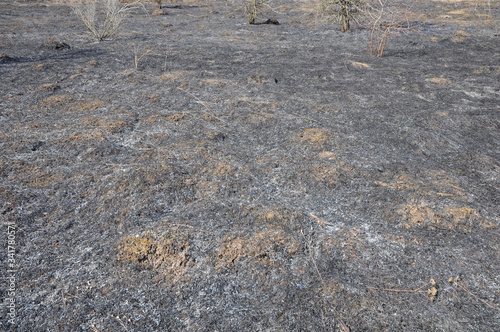 Burnt dry grass in a meadow