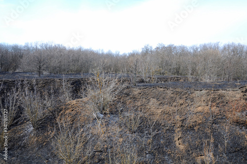 Burnt dry grass in a meadow