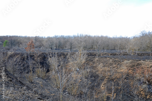 Burnt dry grass in a meadow