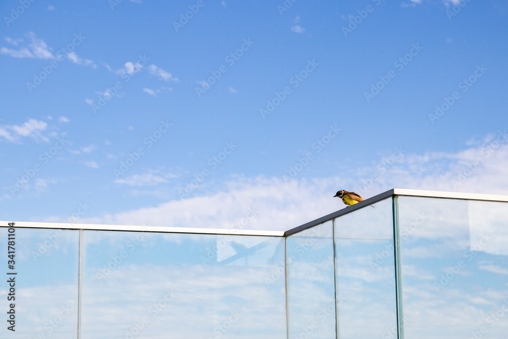 The great kiskadee (Pitangus sulphuratus) on blue sky background The great kiskadee (Pitangus sulphuratus) on blue sky background
