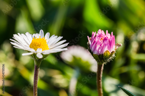 Spring flowers. Spring nature background. Pair of fresh tender chamomiles: open white blooming and closed with pink petals in spring blooming field.