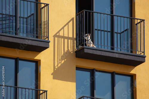 The dog walks on the balcony