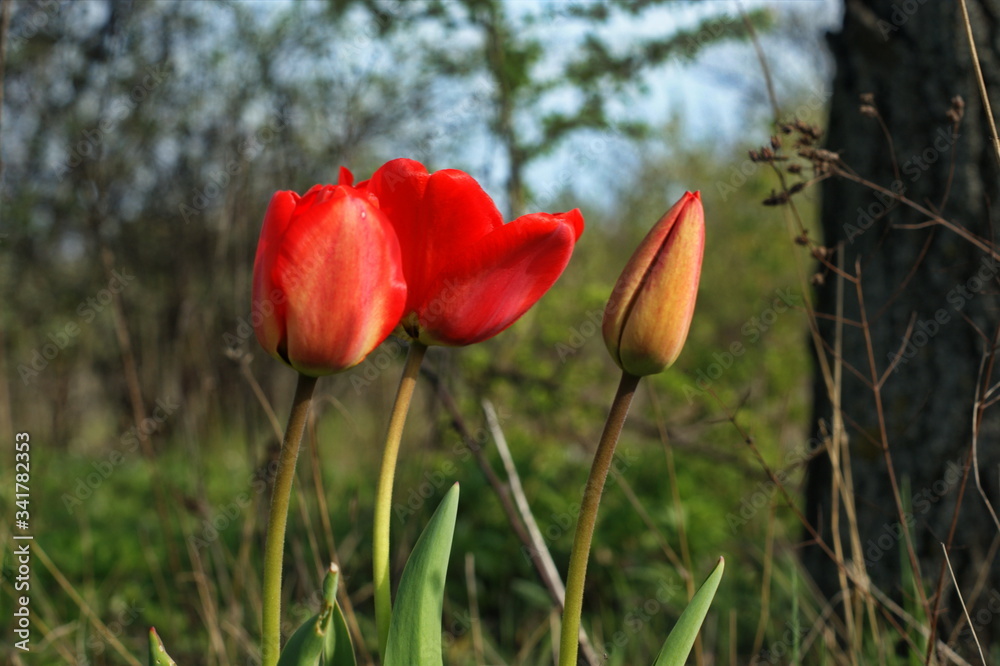 Obraz premium Red, pink and yellow tulips blooming in a garden