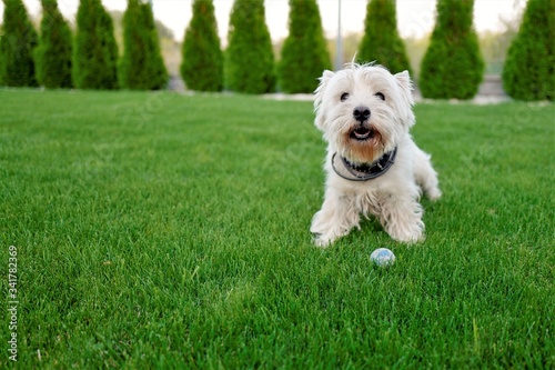 pies west domowy na zielonej trawie w ogrodzie