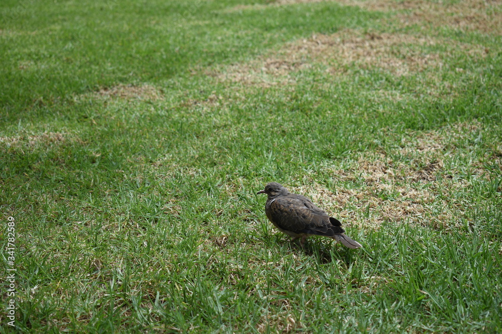 bird on the grass bird on the grass