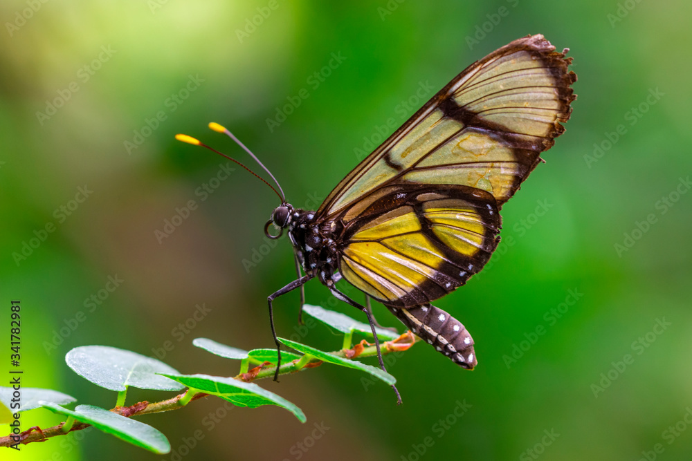 Closeup beautiful butterfly in a summer garden Closeup beautiful butterfly in a summer garden