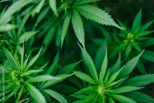 Fototapeta Naklejka Na Ścianę i Meble -  Green fresh marijuana bush outside.