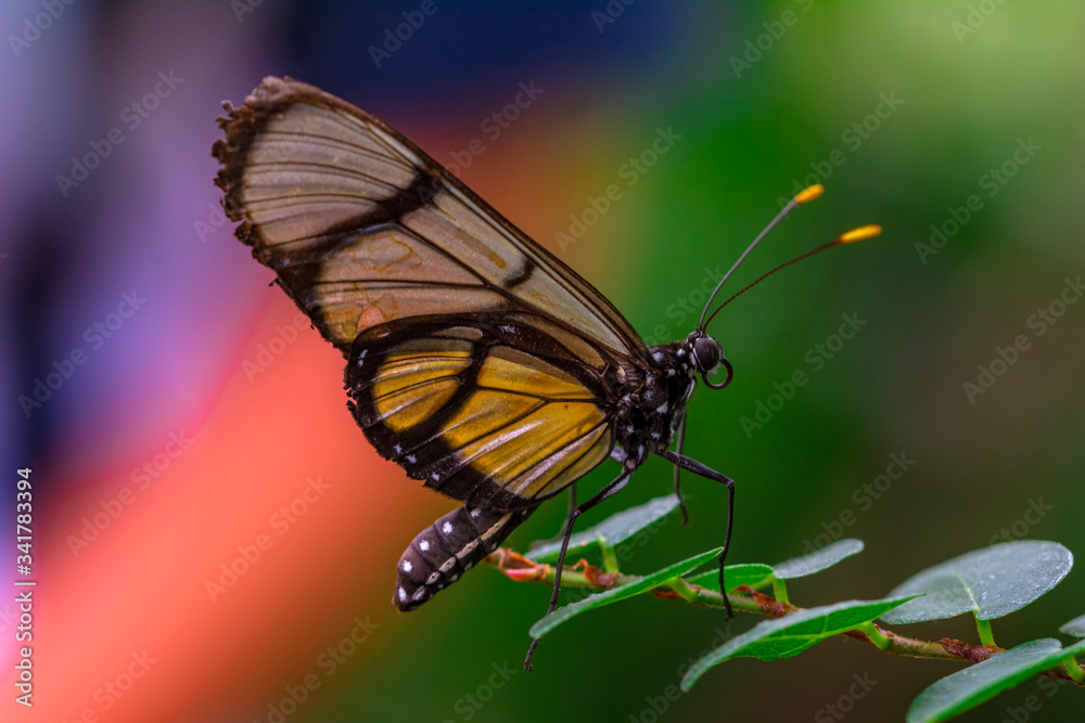Closeup beautiful butterfly in a summer garden Closeup beautiful butterfly in a summer garden