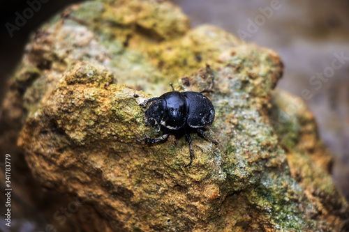 Large black beetle sits on shell stone © Valeriia