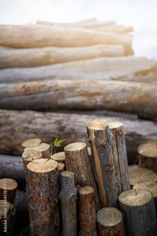 Stacked logs in the fog. A leaf is growing. New life. Stacked logs in the fog. A leaf is growing. New life.