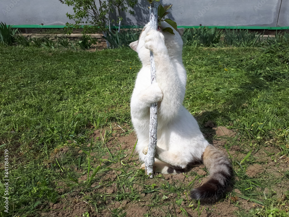 Obraz premium White cat hugs a tree trunk. The cat is playing in garden.