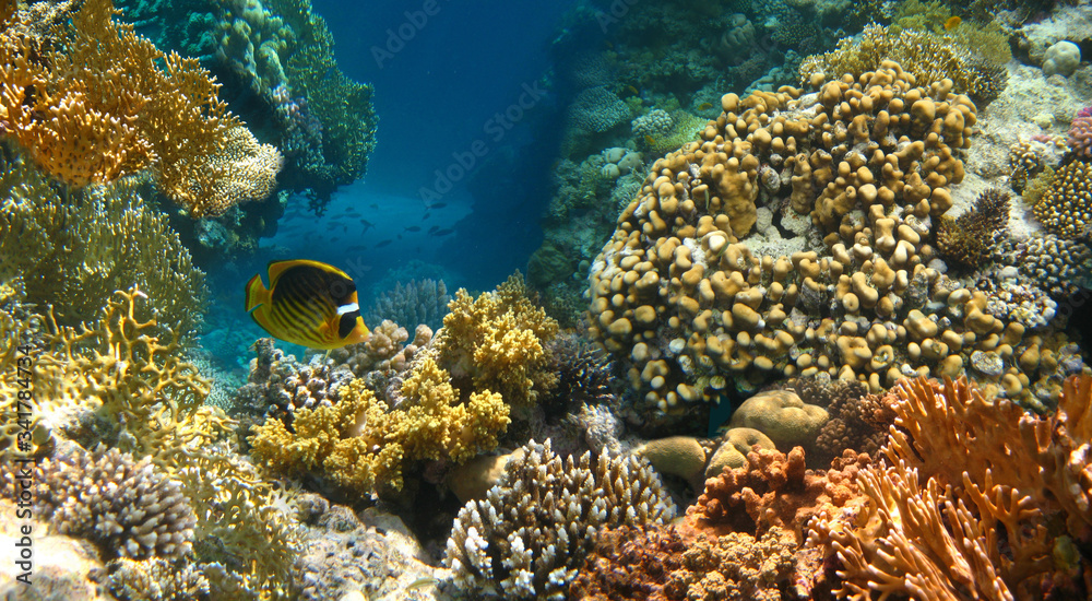 Obraz premium Underwater world. Coral fishes of Red sea.