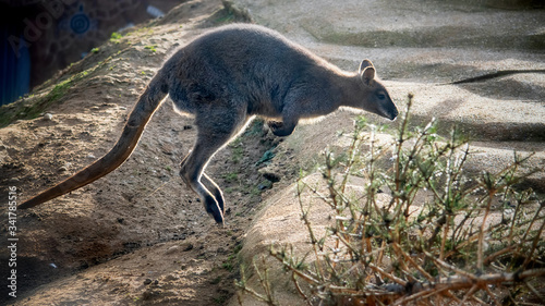 Принти на полотні Young hopping australian wallaby in the zoo