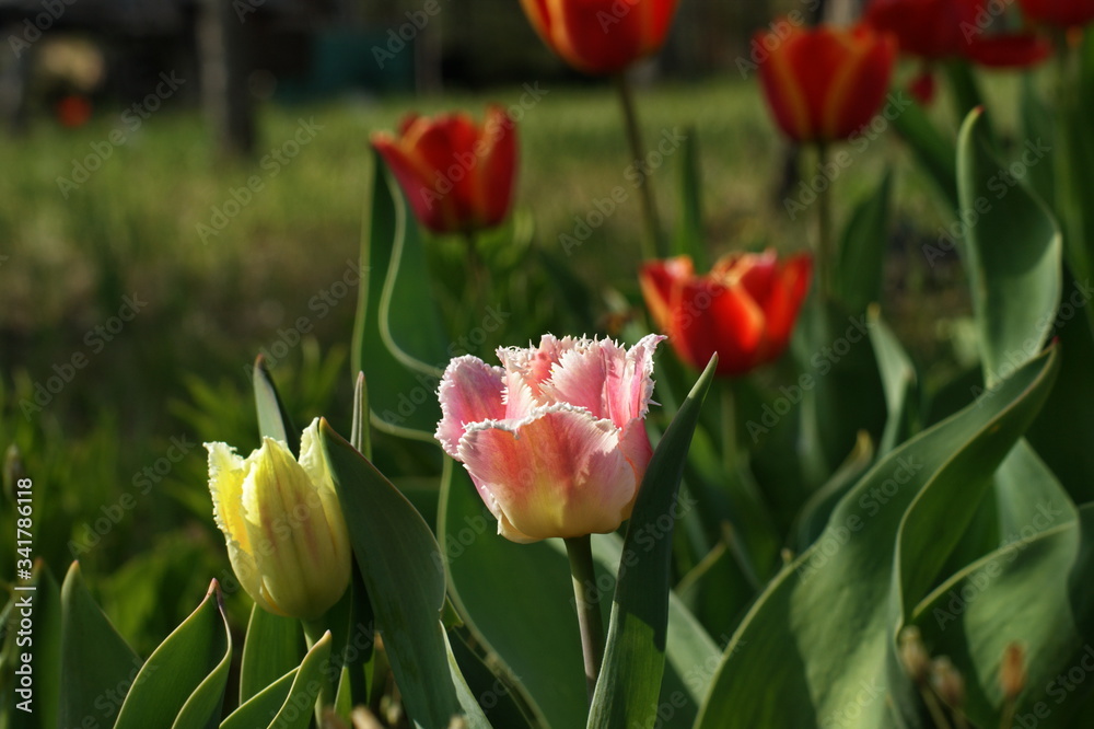 Multi-colored tulips in the garden in different sequences