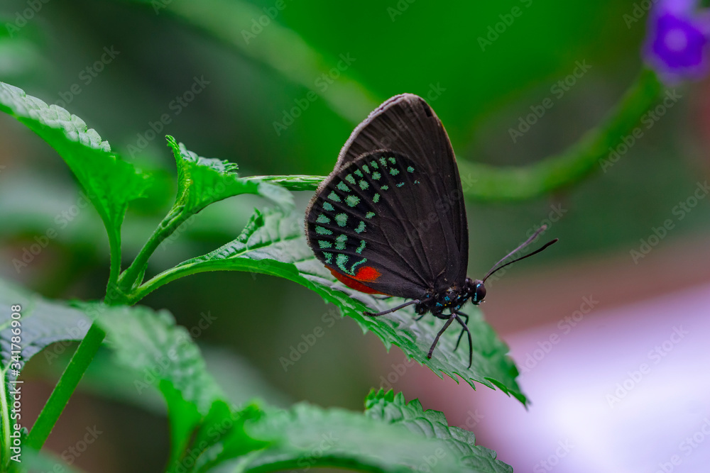 Closeup beautiful butterfly in a summer garden Closeup beautiful butterfly in a summer garden