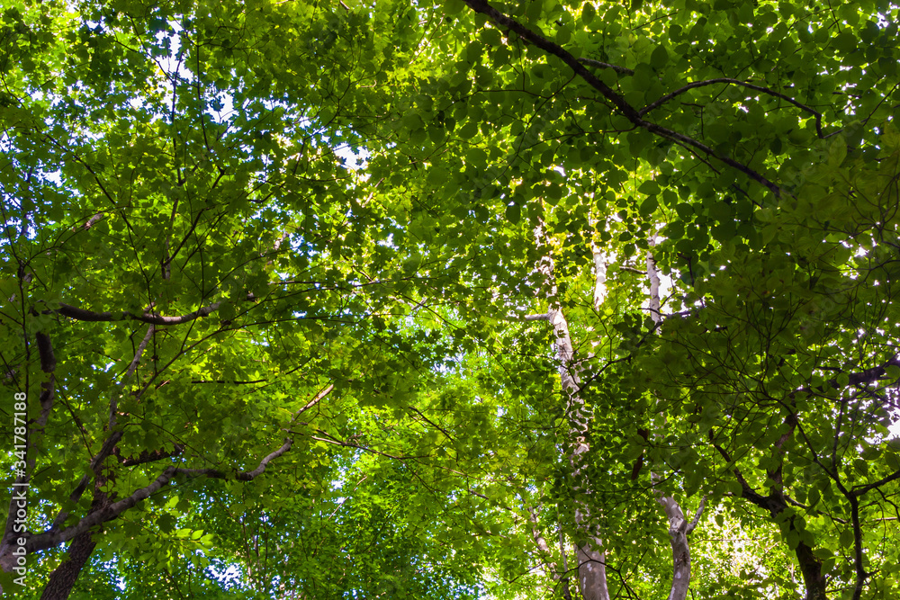 Green Harwood Canopy Near Porter Creek,Great Smokey Mountains National Park, Tennessee, USA