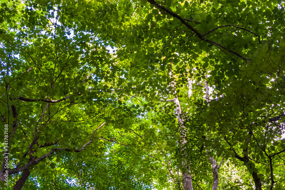 Green Harwood Canopy Near Porter Creek,Great Smokey Mountains National Park, Tennessee, USA Green Harwood Canopy Near Porter Creek,Great Smokey Mountains National Park, Tennessee, USA